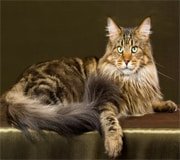 maine coon cat breed
