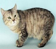 manx cat breed