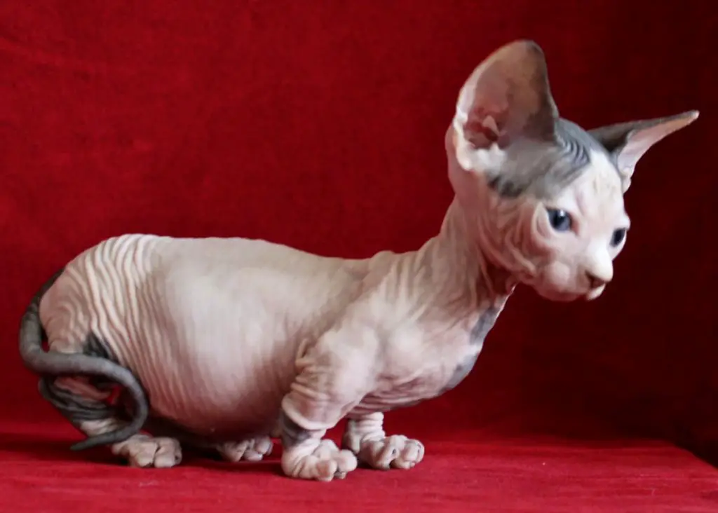 minskin cat breed