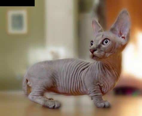 minskin cat breed