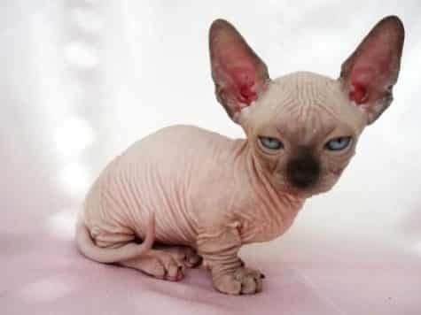 Minskin cat