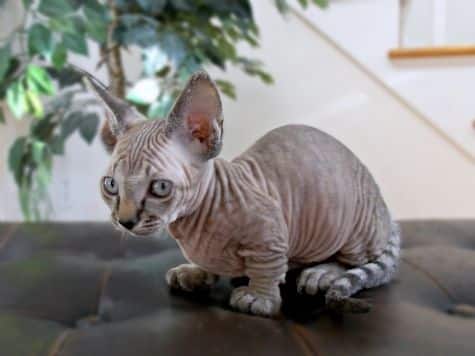 Minskin cat