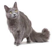 nebelung cat breed