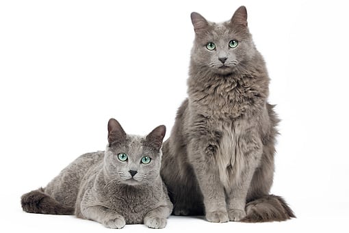 nebelung cats