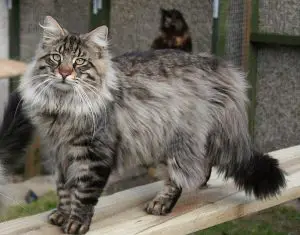 norwegian forest cat breed