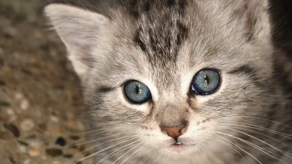 ojos azules kitten