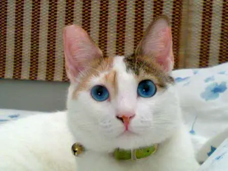 Ojos azules cats