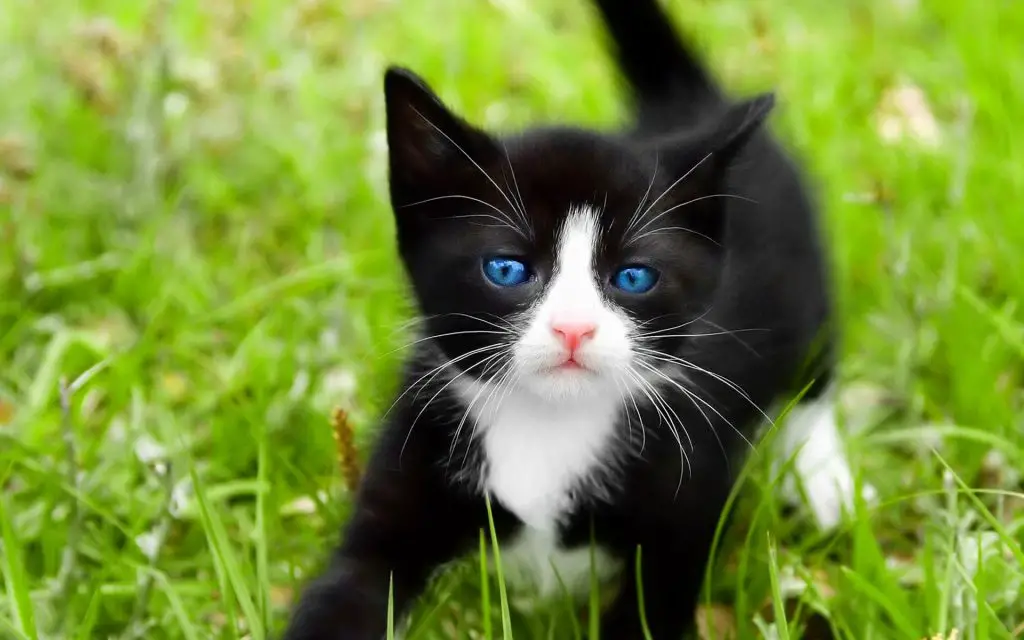 ojos azules cat breed