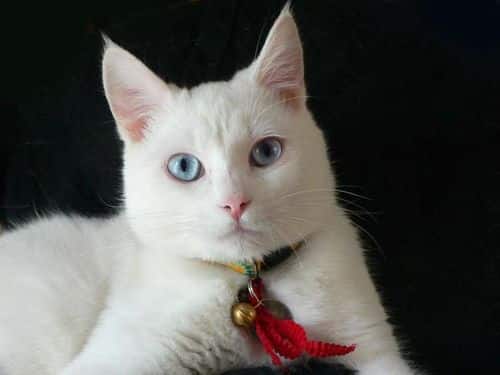 ojos azules cat 2