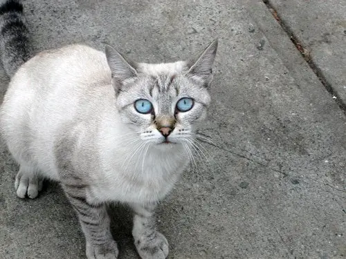 Ojos azules cat