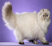persian cat breed