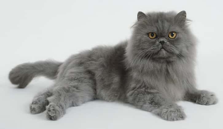 persian cat