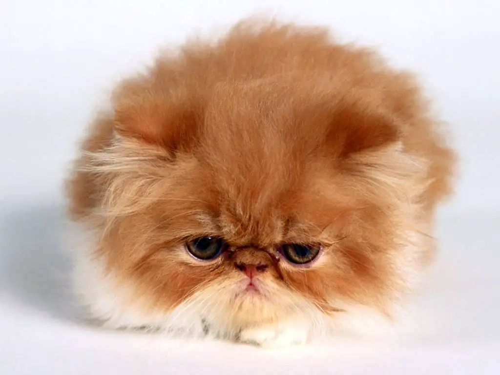 persian orange cat