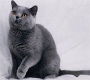 russian blue cat breed