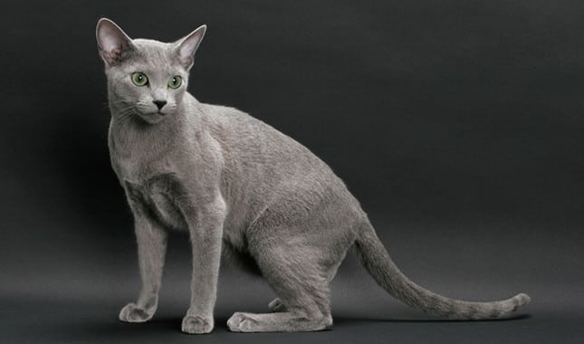 russian blue cat