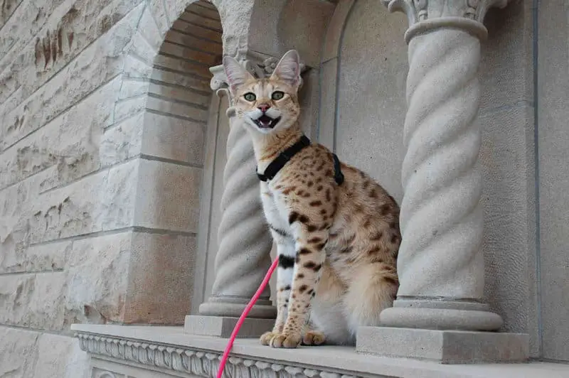 savannah cat walking