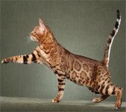 savannah cat