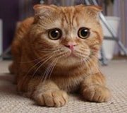 scottish fold