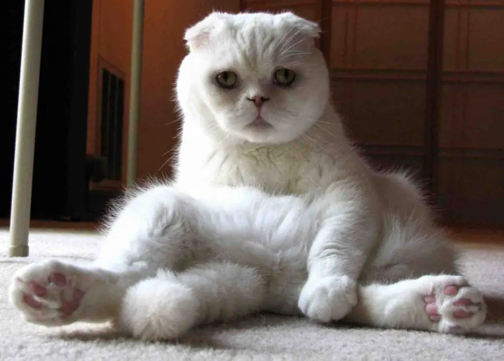 scottish fold pictures