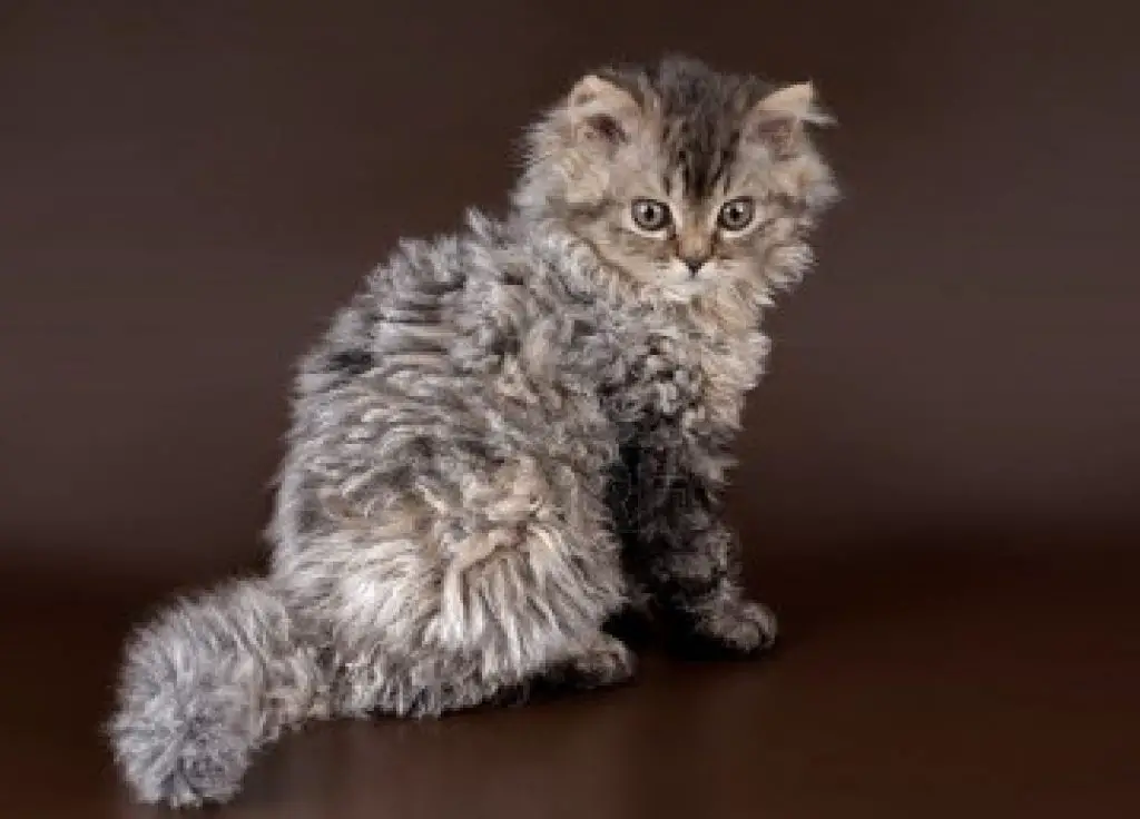 selkirk rex profile