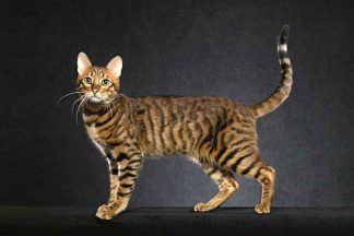 Serengeti Cat Breed Profile • Purrfectcatbreeds