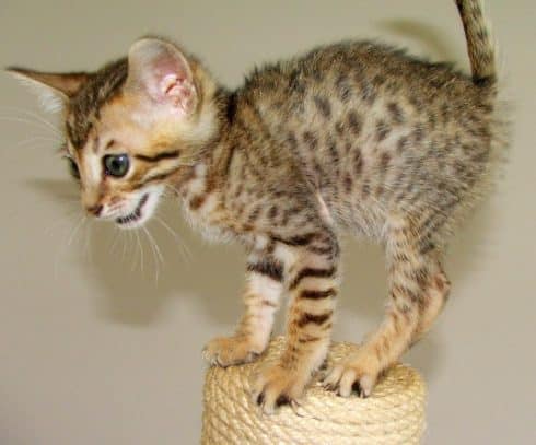 serengeti cat breed info