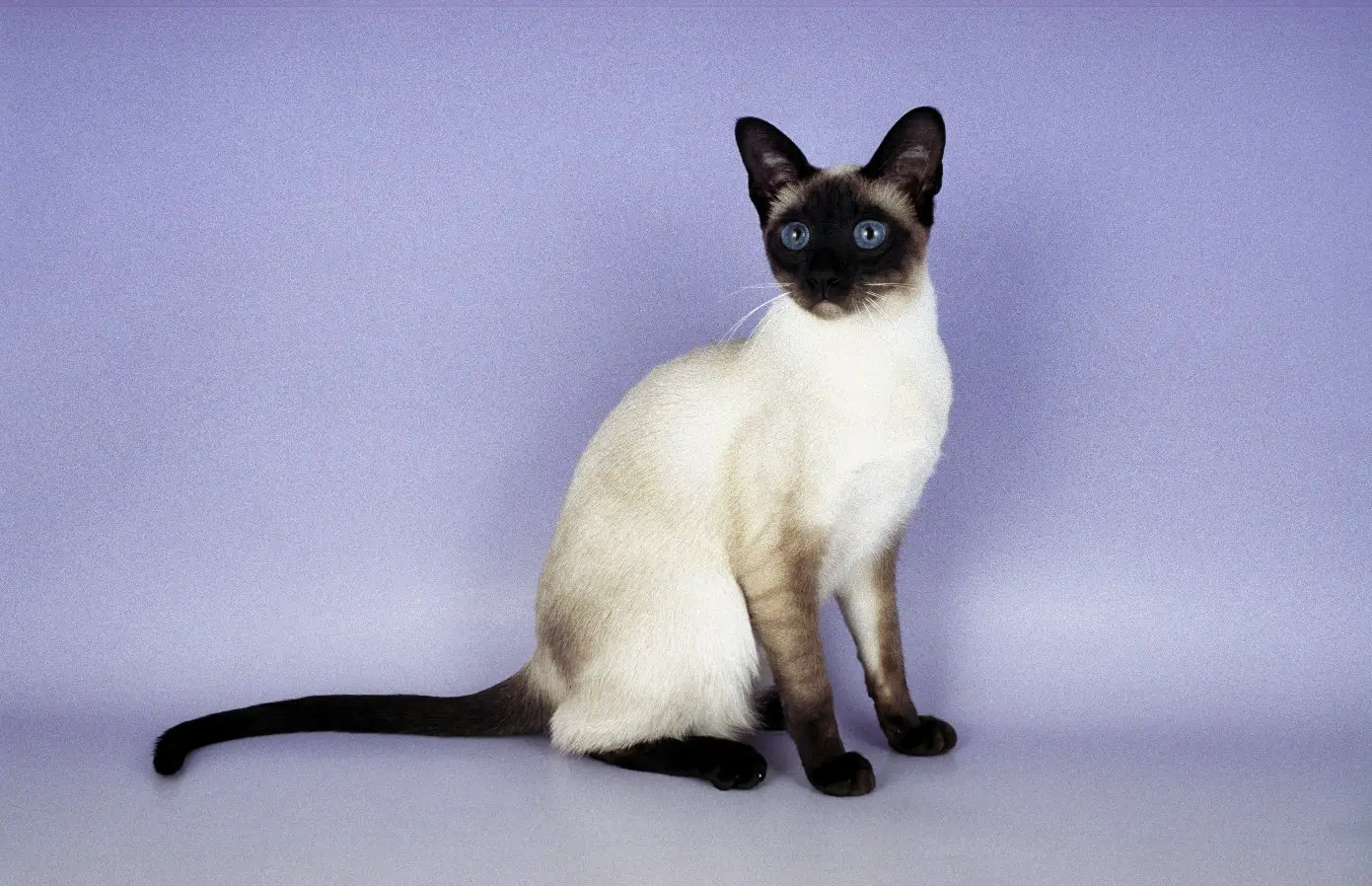 Siamese Cat – Purrfect Cat Breeds