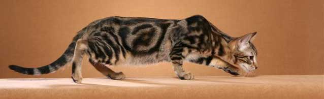 sokoke cat breed