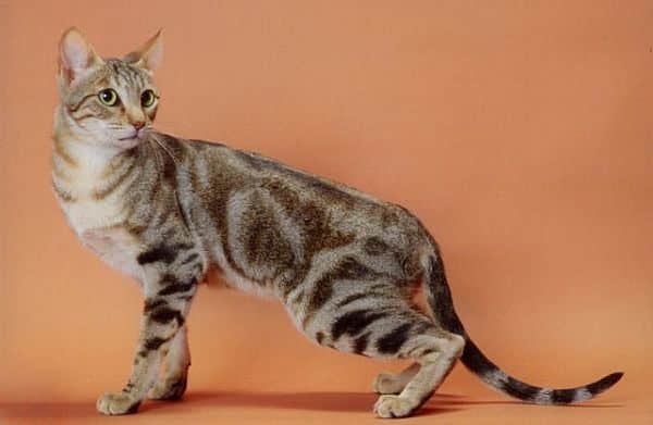 Sokoke Cat breed info