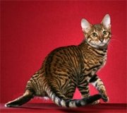 toyger cat breed