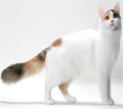 turkish van cat breed