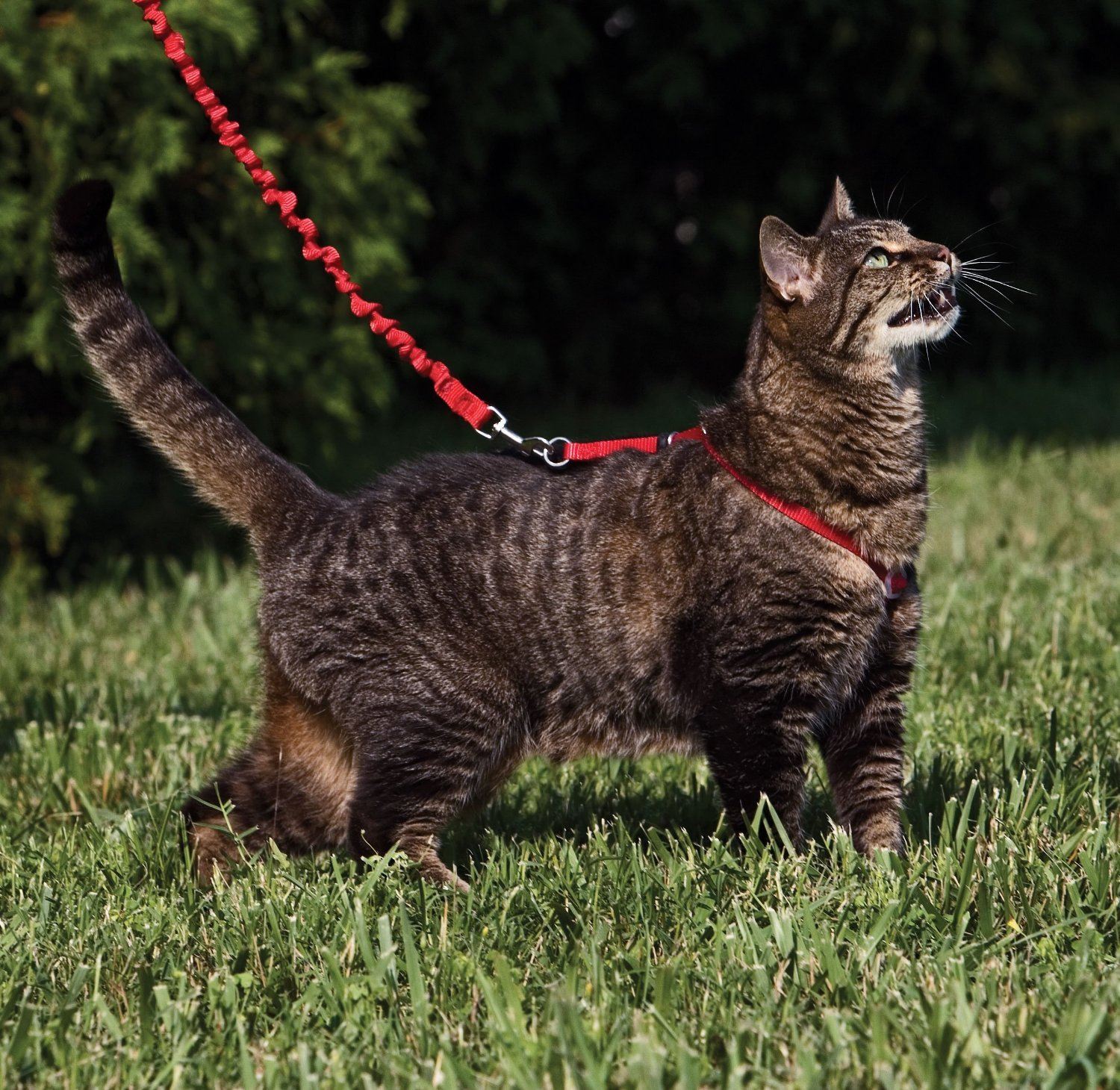 How to Walk a Cat on a Leash • Purrfectcatbreeds