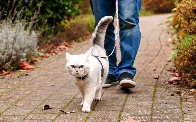 Cat trick leash