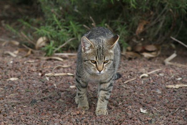 Purrfect Cat Breeds How To Train A Cat To Go To The Bathroom