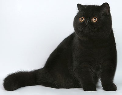 Beautiful Black Cat Breeds – Purrfect Cat Breeds