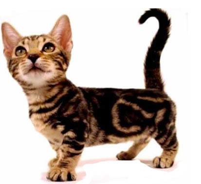 Dwarf Cats with Short Legs - Purrfect Cat Breeds