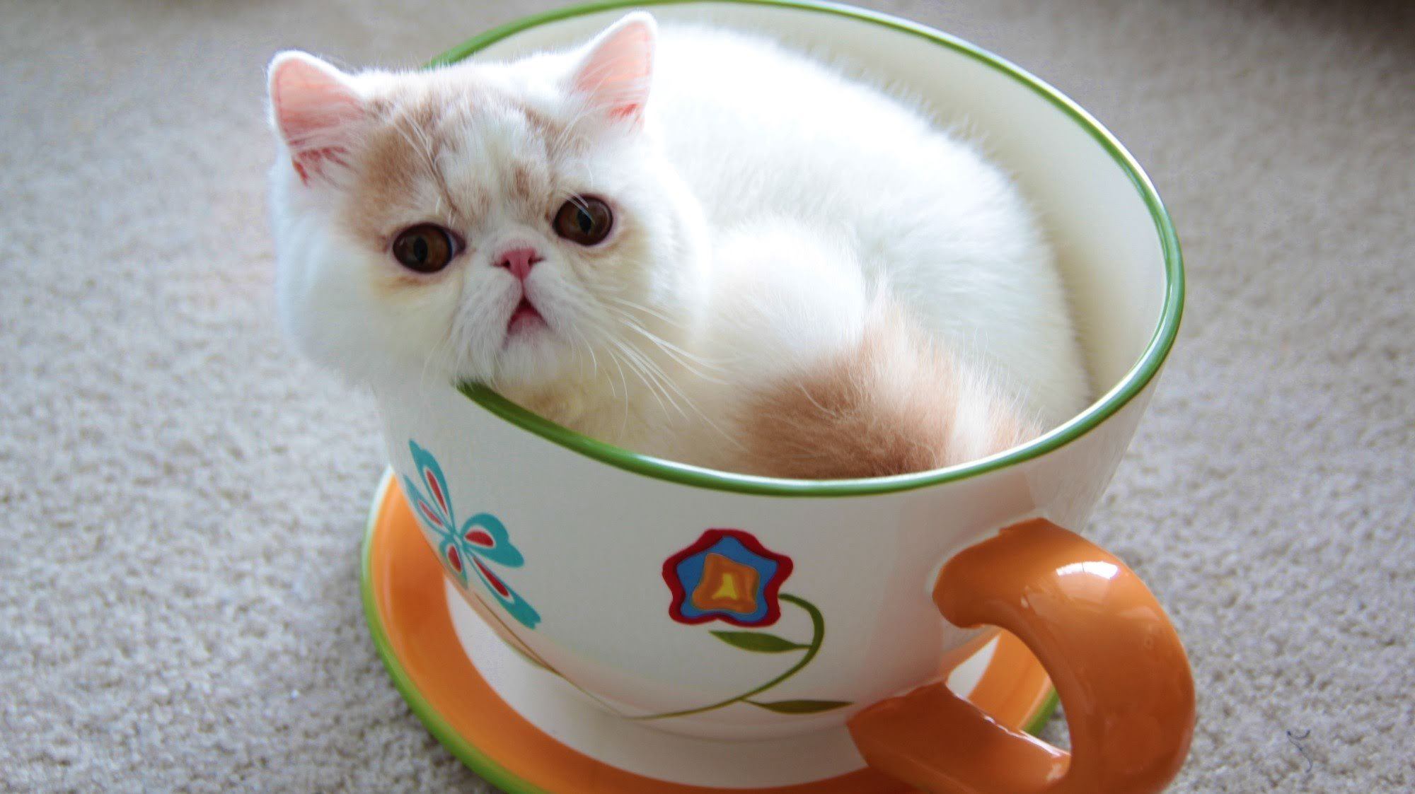 Teacup Cats, Miniature Cats and Toy Cats Purrfect Cat Breeds