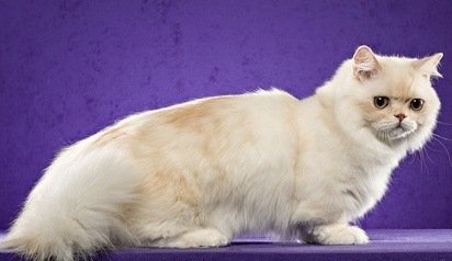 Napoleon cat