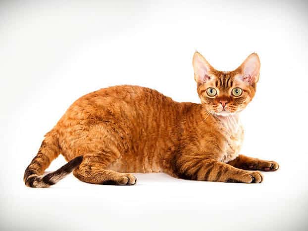  Orange  Cat Breeds Purrfect Cat Breeds