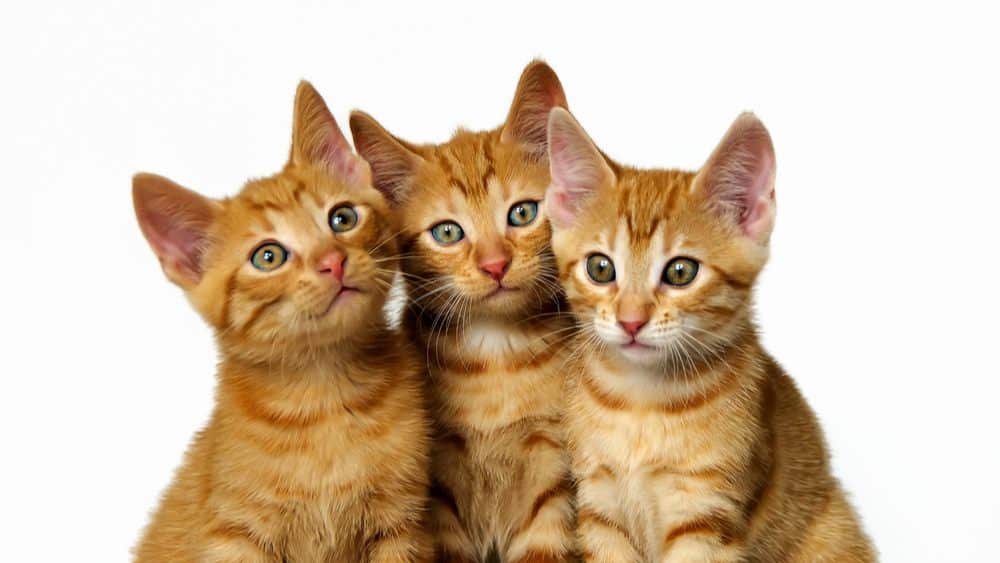 purrfect-cat-breeds-orange-cat-breeds