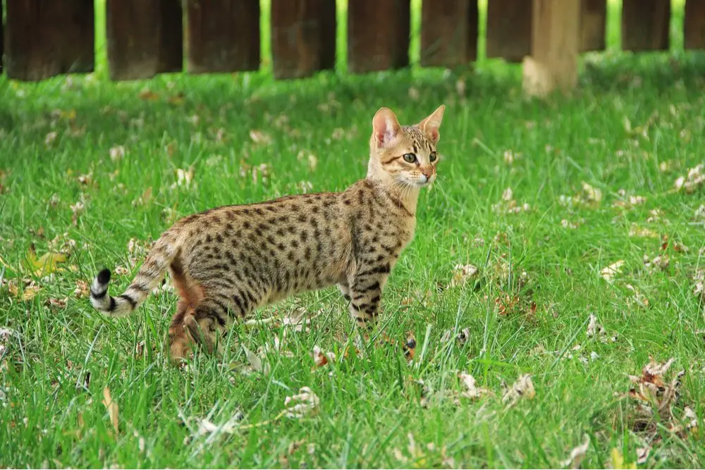 We have finally created the rarest F1 savannah in the world