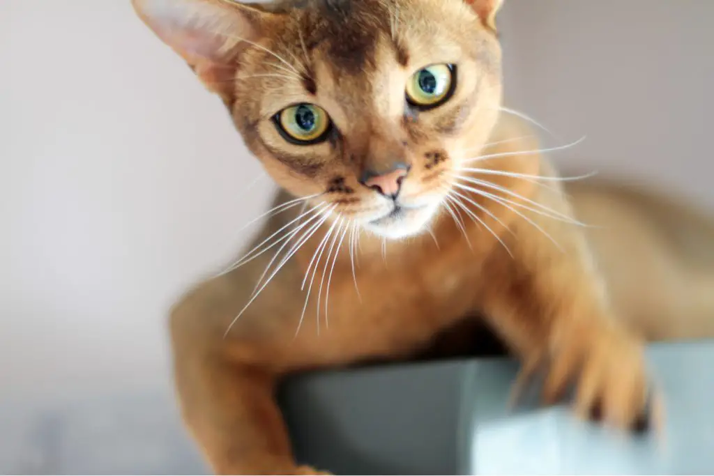 Abyssinian cat