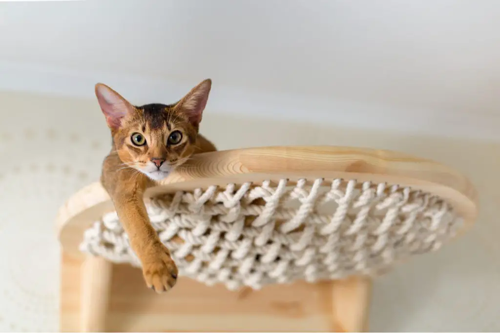 Abyssinian orange cat laying down
