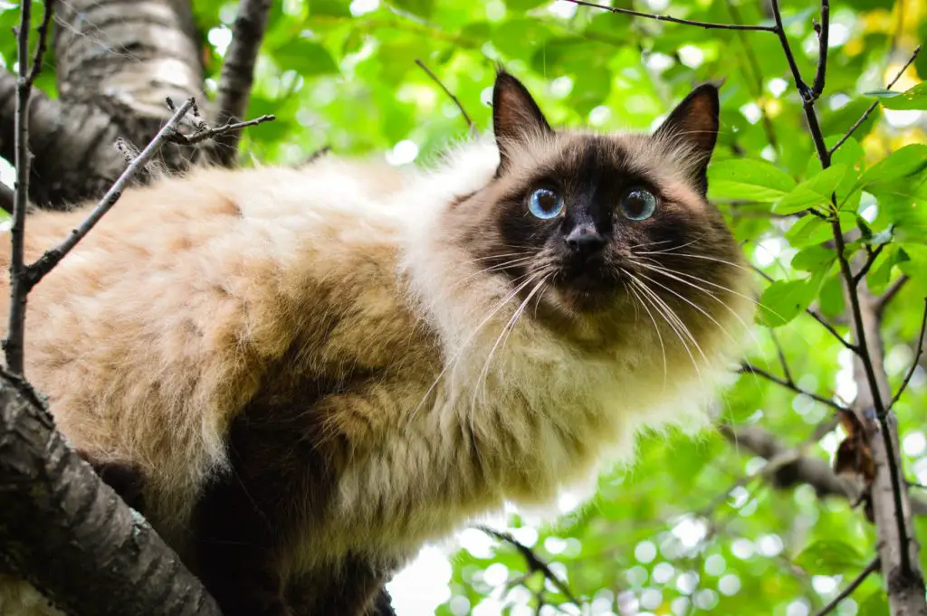 Balinese and Javanese Cat