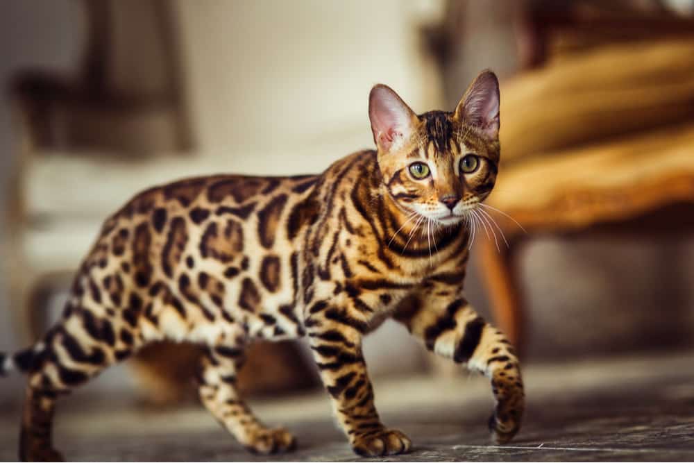 Bengal orange cat breed