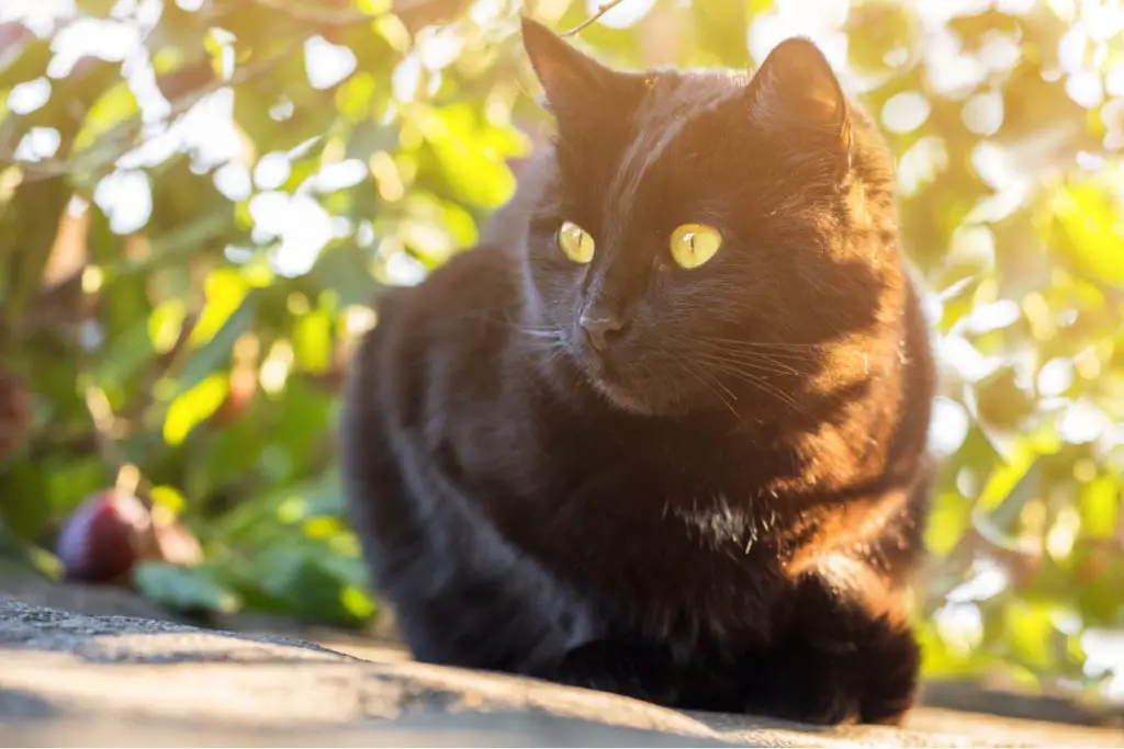 Bombay Cat