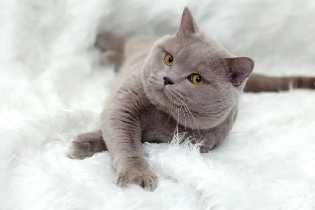 Most Popular Cat Breeds with Grey Coats • Purrfectcatbreeds