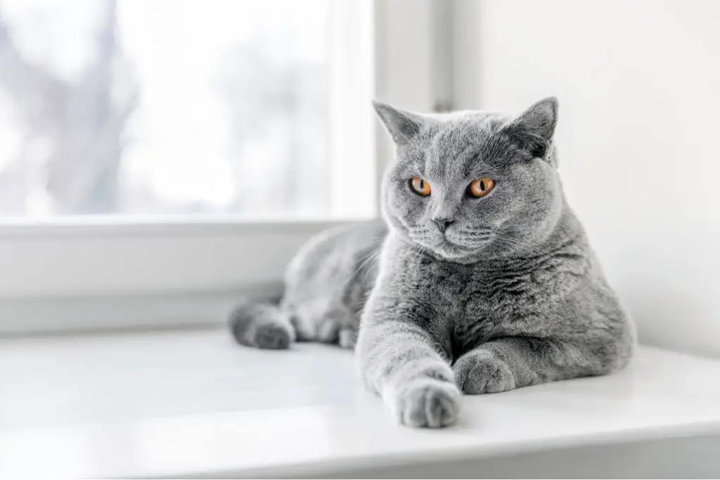 British Shorthair Cat on window sill