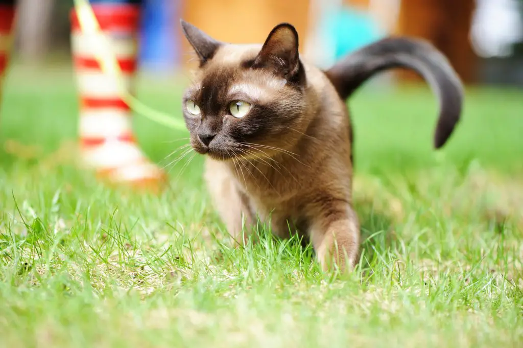 Burmese Cat