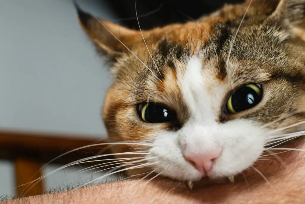 Cat biting a person's arm